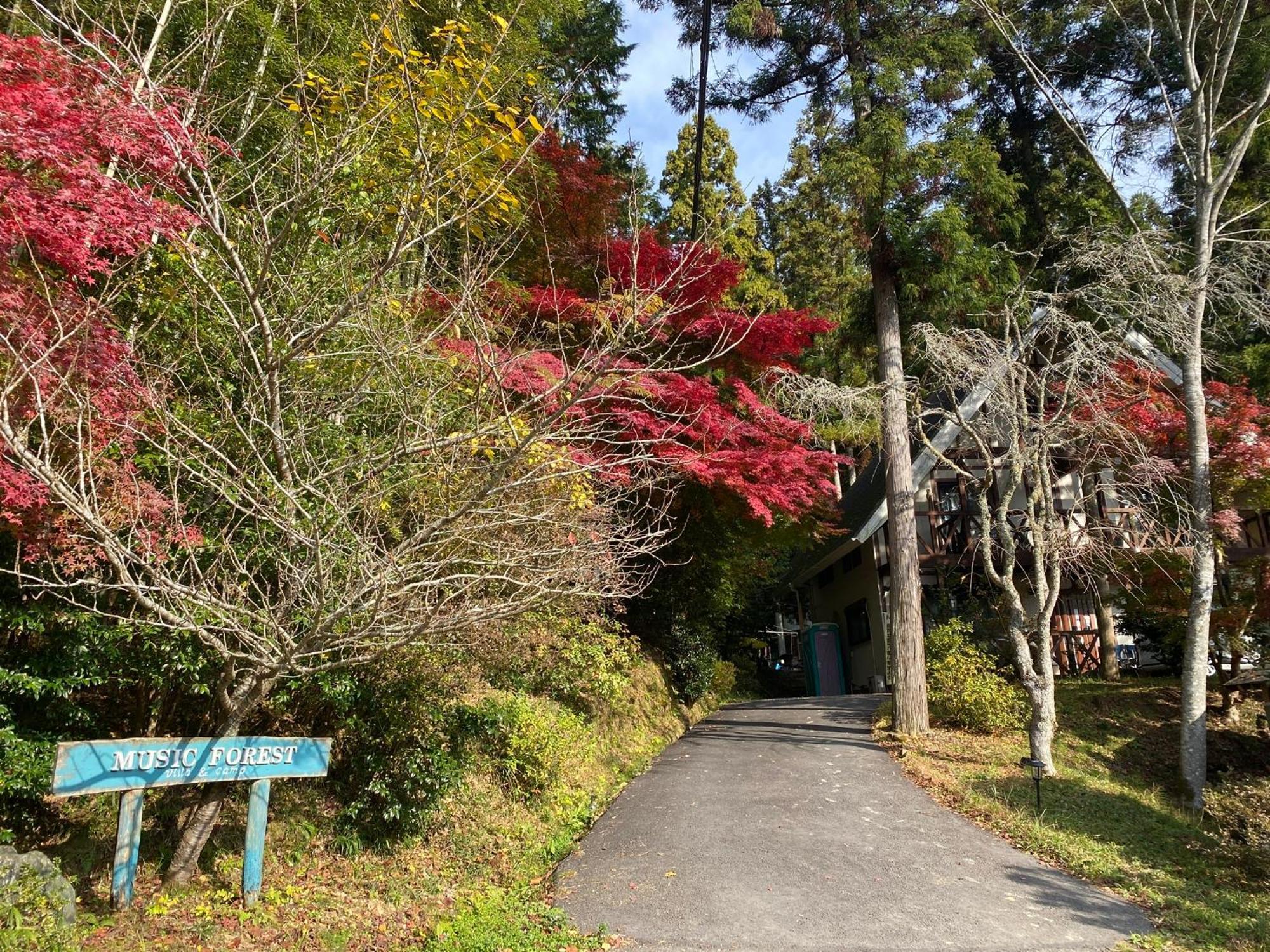 Music Forest 八音盒主题森林别墅和露营地 Tamba-Sasayama 外观 照片